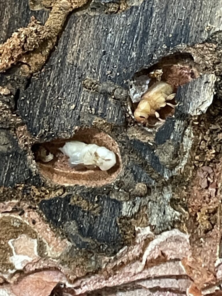 2 May 15 larvae and teneral adult in pupal chambers – JVA